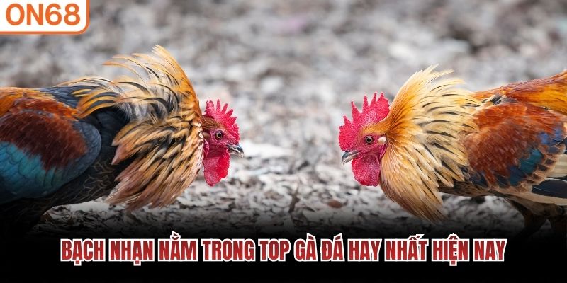 Bạch Nhạn nằm trong top g&agrave; đ&aacute; hay nhất hiện nay