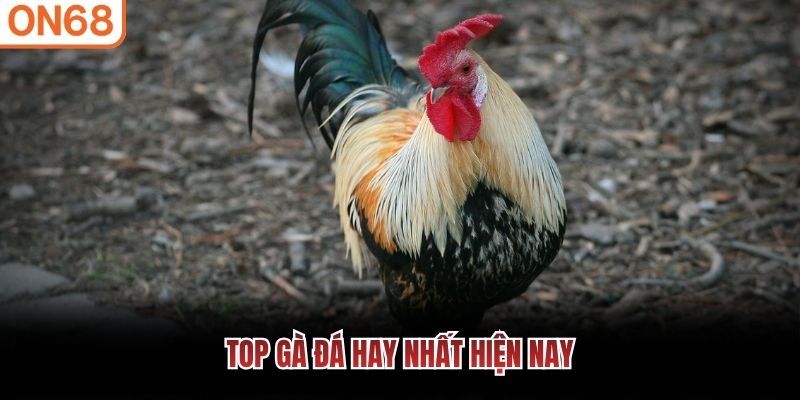 TOP g&agrave; đ&aacute; hay nhất hiện nay