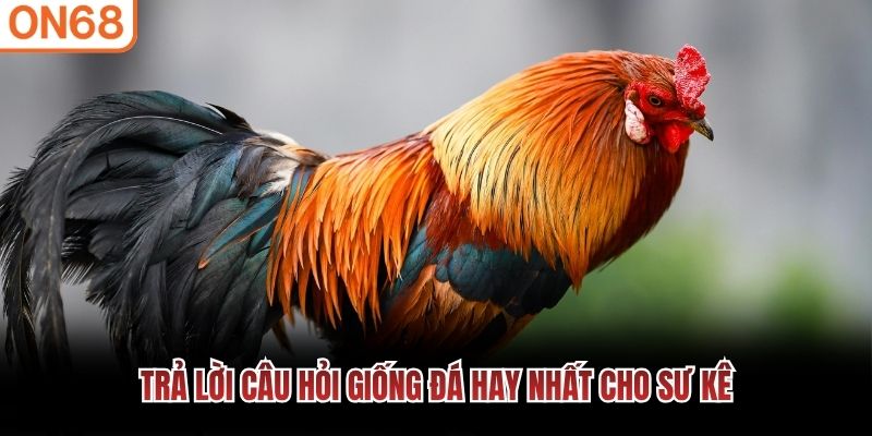 Trả lời c&acirc;u hỏi giống đ&aacute; hay nhất cho sư k&ecirc;